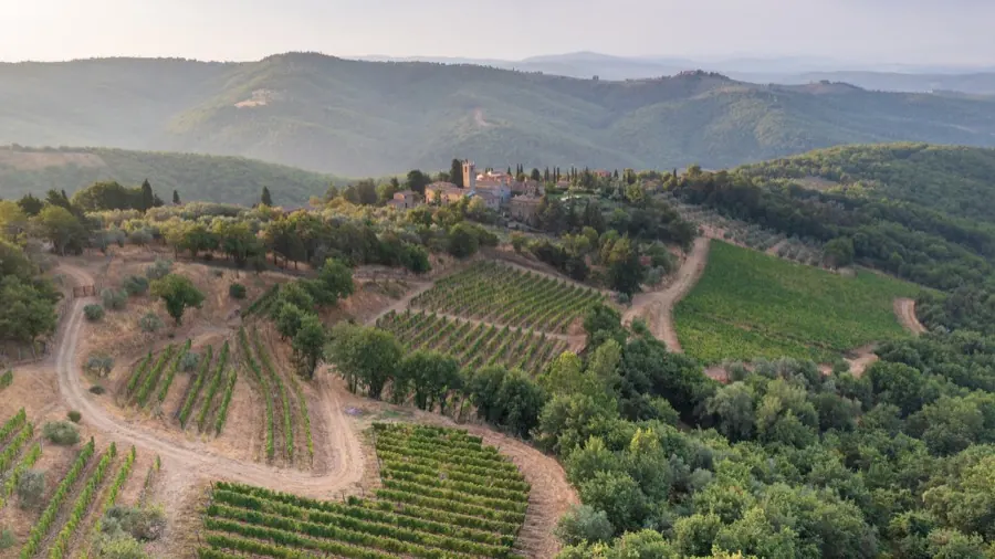 Terraced vines and woodland