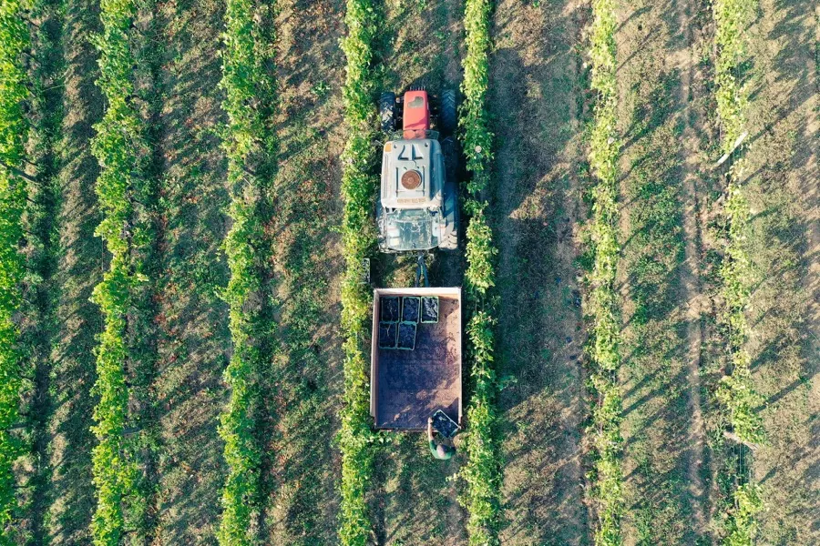 The rows from directly above, at harvest