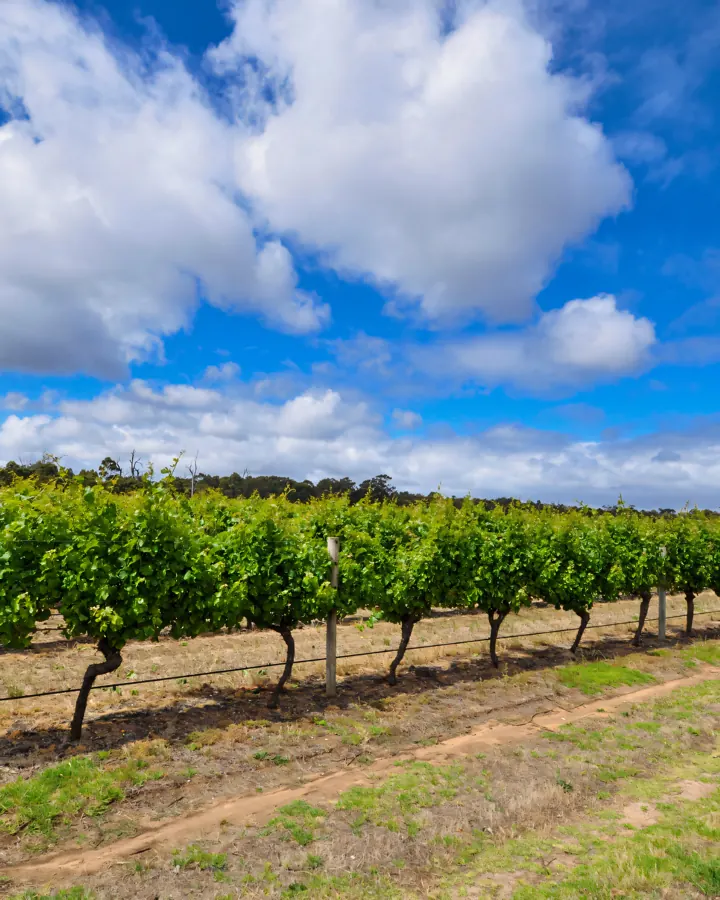 A row of vines in leaf